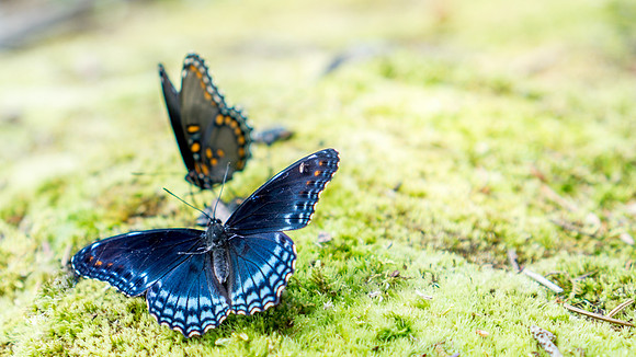 Butterflies